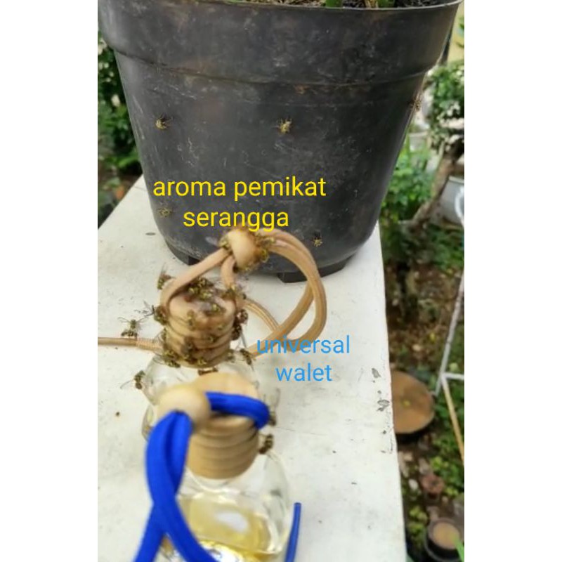 aroma feromon pemikat serangga lalat buah untuk walet