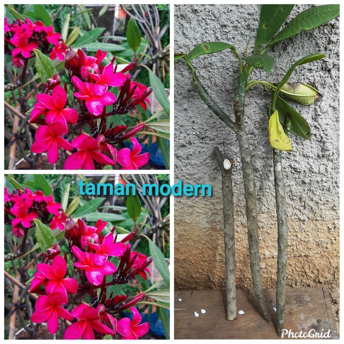 POHON KAMBOJA MERAH HYBRID BALI-stek batang kamboja merah hybrid bali