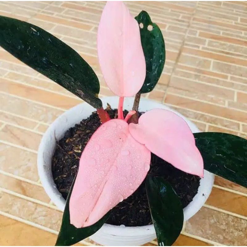 bibit tanaman hias philodendron pink congo - tanaman philodendron