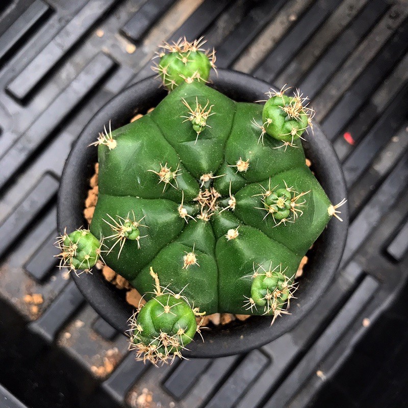 Beautyduri - Gymno Damsii