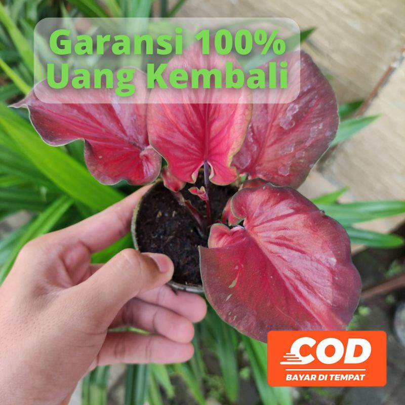 BISA COD Keladi Merah Caladium Hybrid NC Daun Ganda  - Tanaman Hias Daun Pohon Bunga Hidup Murah Mer