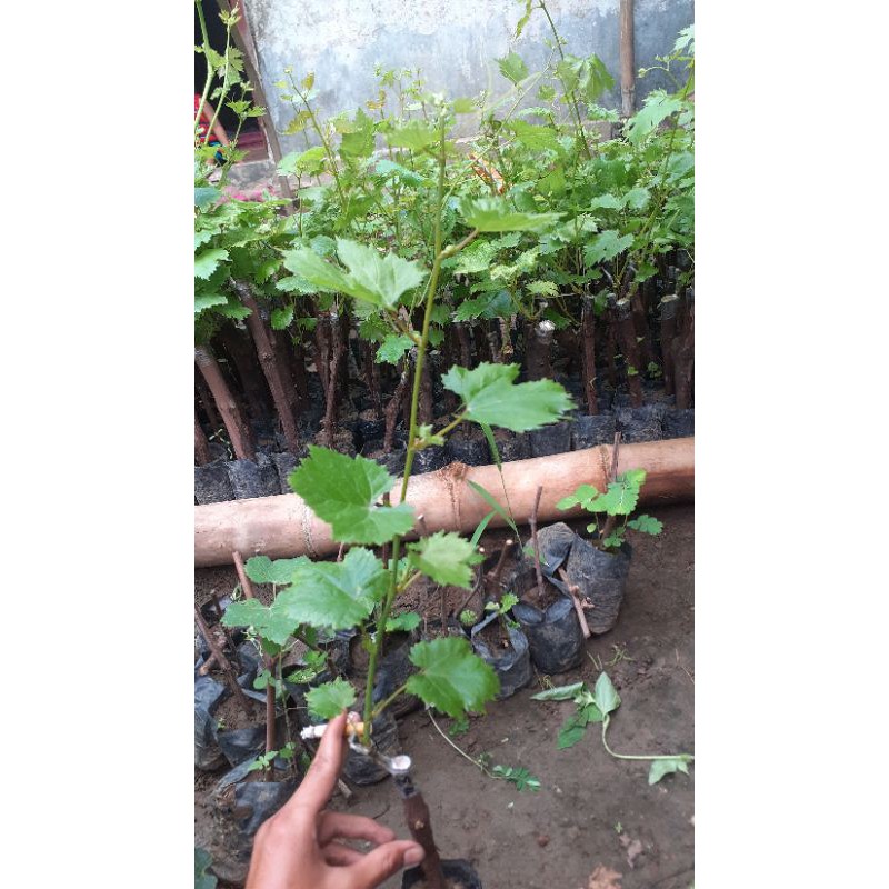 Bibit Anggur Import valid