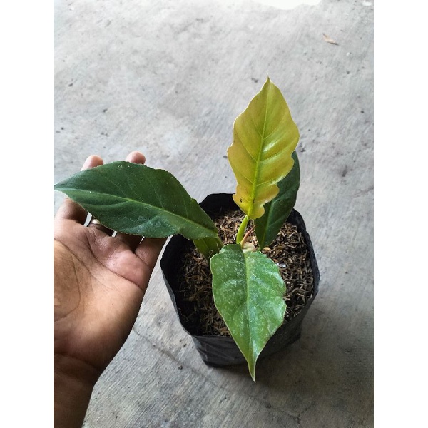 PHILO GERGAJI/GREEN SAW