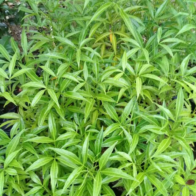 Bibit cendana
