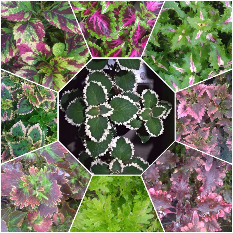 Tanaman Hias Miana premium lebih dari 30 jenis langka - Bunga Caleus Jawer