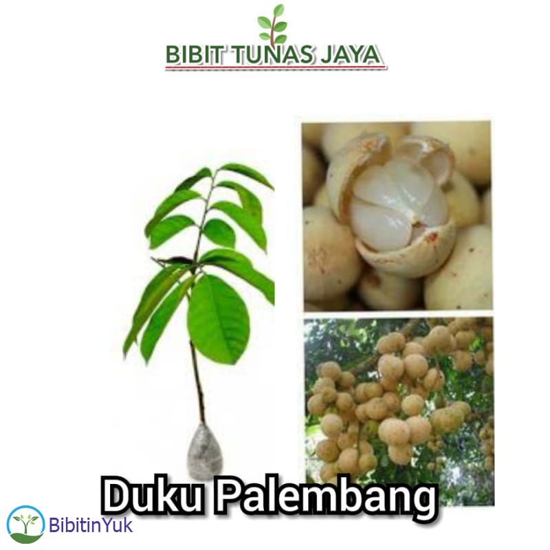 Promo  Bibit Buah Duku Komering Atau Duku Palembang