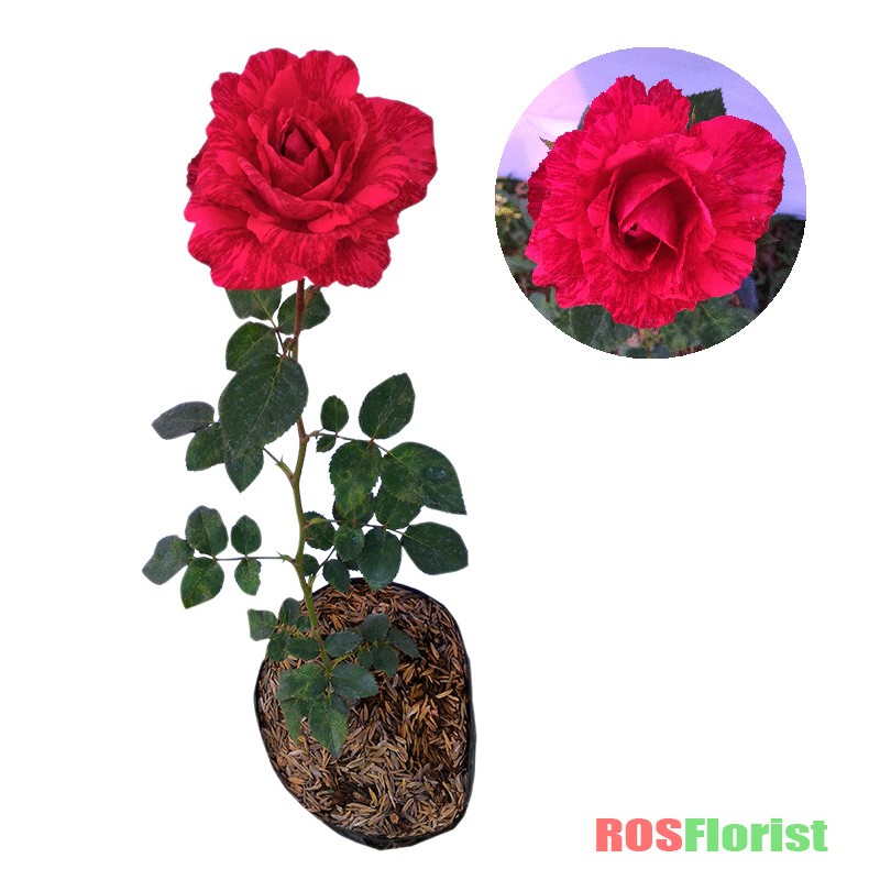 Tanaman Bunga Mawar Candy Merah