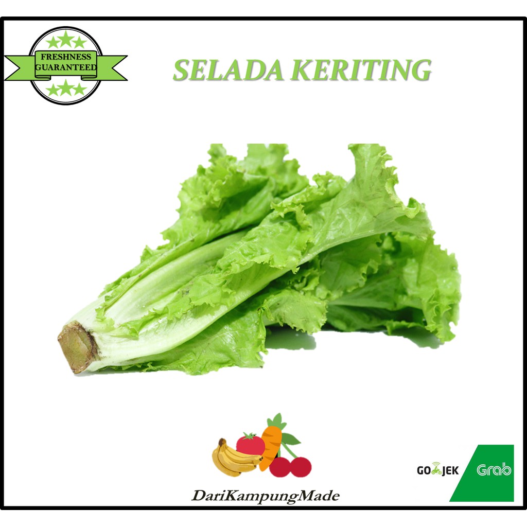 

GRAB / GOJEK ONLY / SELADA KERITING / DIJUAL PER PACK 250GR