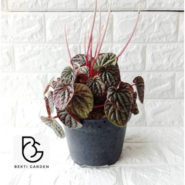 Peperomia merah