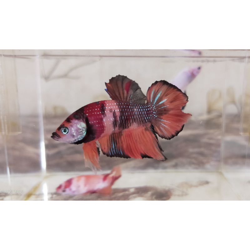 ikan cupang plakat giant nemo