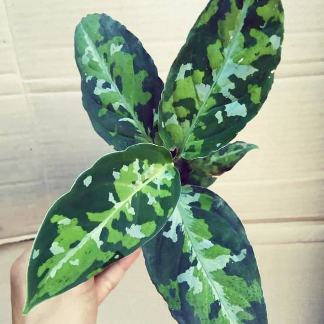 Aglonema pictum tricolour
