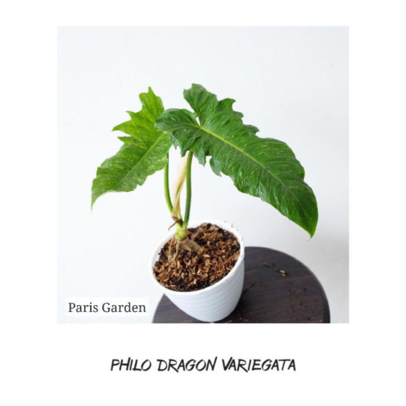 TANAMAN HIAS PHILO DRAGON VARIGATA - BIBIT PHILO DRAGON VARIEGATA