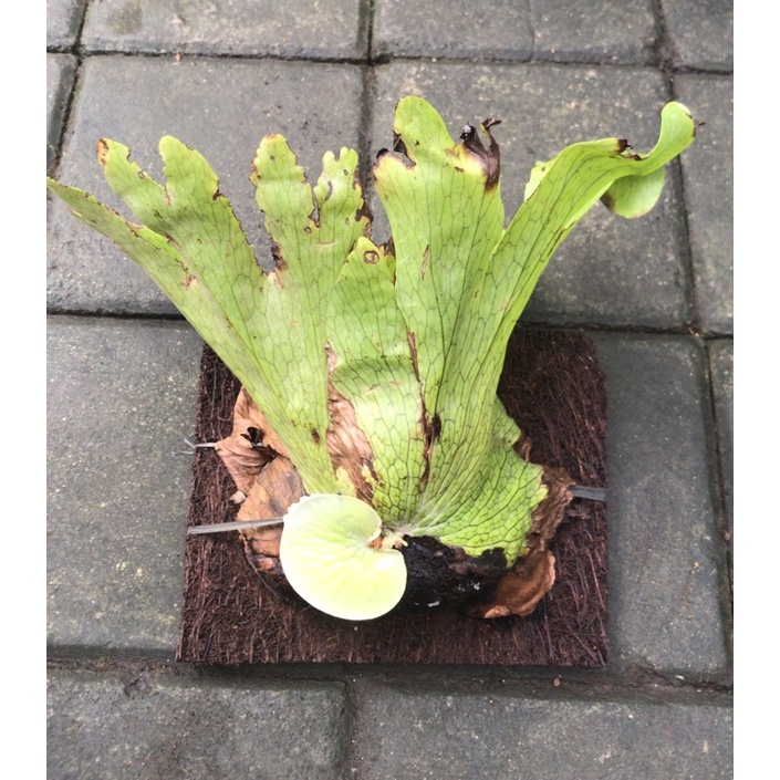 platycerium wandae