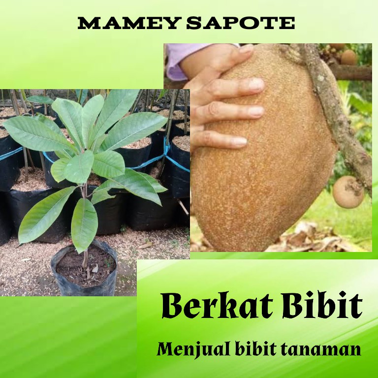 Tanaman Buah Sawo Mame Sapote