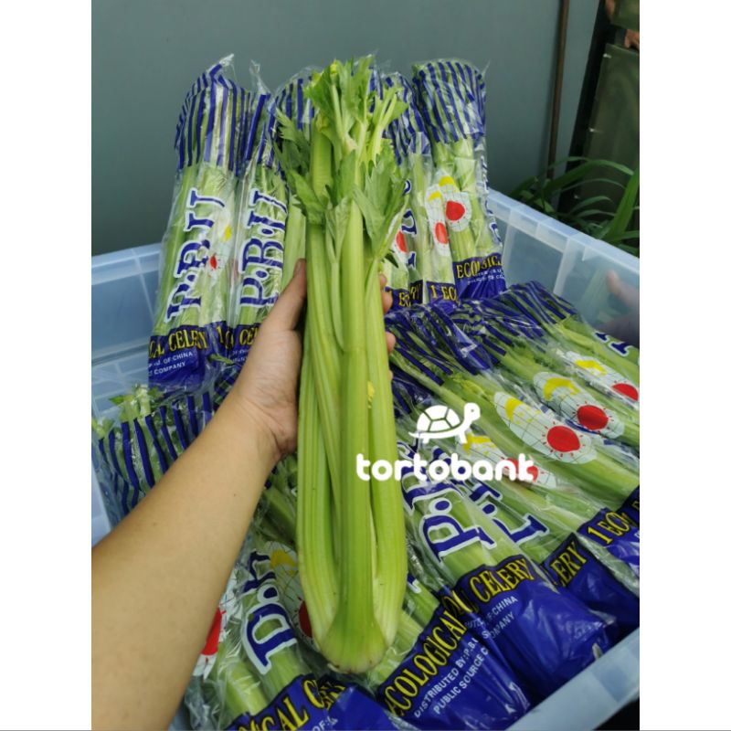 

10 KG PREMIUM CELERY IMPORT ORGANIC / SELEDRI IMPORT / CELERY STICK / SELEDRI FRESH / BATANG SELEDRI IMPORT / SAYUR SELEDRI PREMIUM IMPORT CHINA