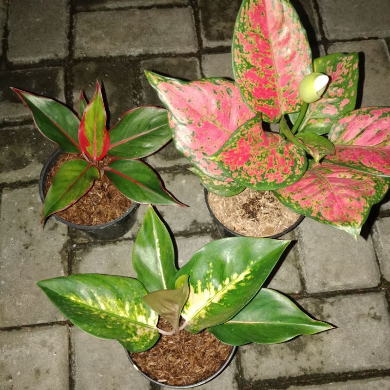 paket 3 jenis aglaonema. dud anjmani+pink kocin+siam aurora