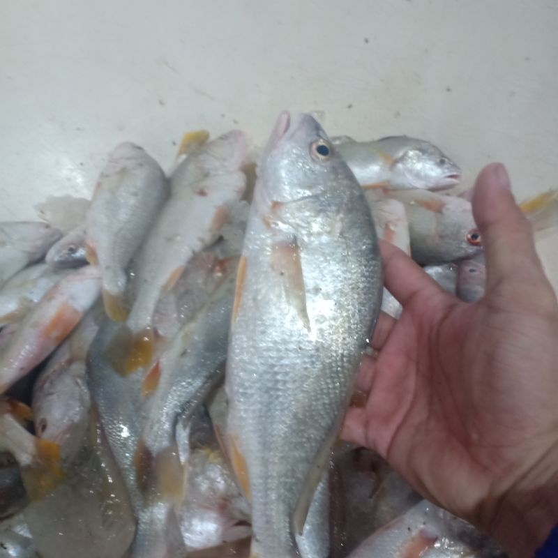 

ikan segar samge harian bukan bekuan 1kg