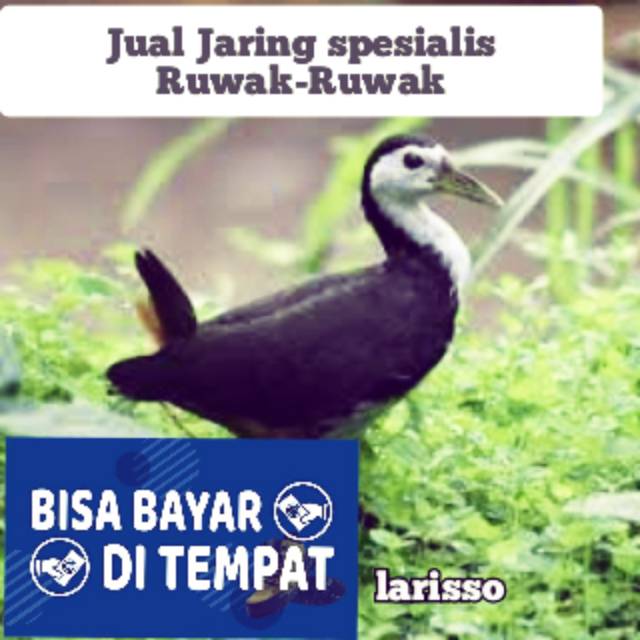 JARING SPESIALIS RUWAK RUWAK BAHAN BAGUS BERKUWALITAS