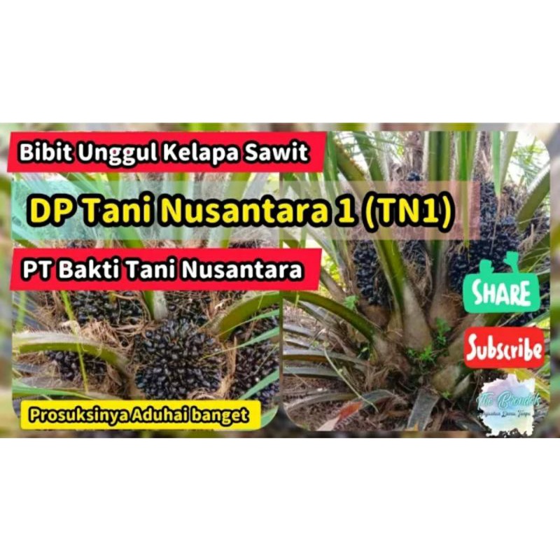 bibit cambah sawit tn 1 unggul