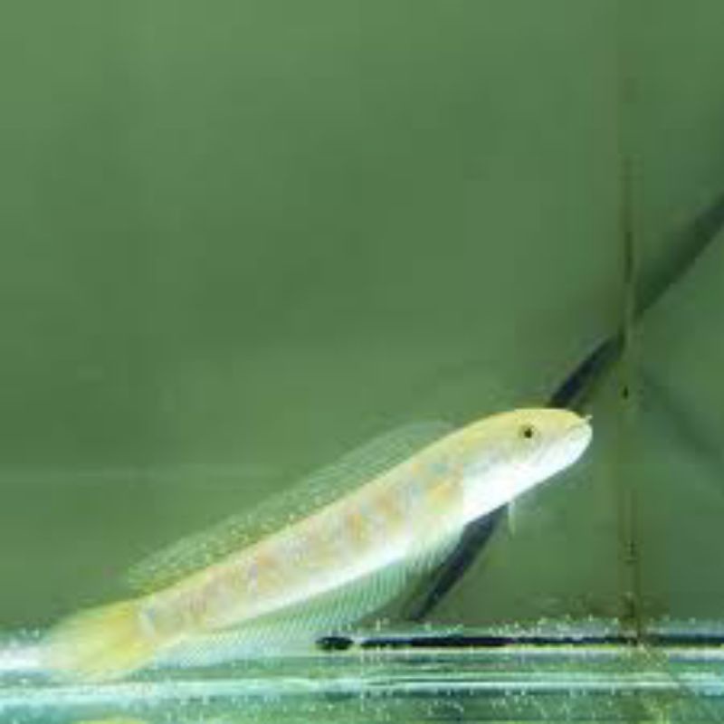 Baby Asiatica RS pure Single Tank