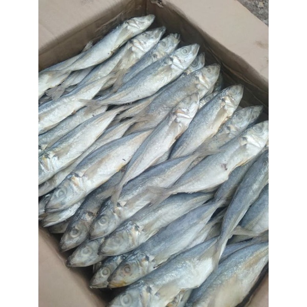 

Ikan Peda Layang Asin Kering 250 Gram Murah Termurah