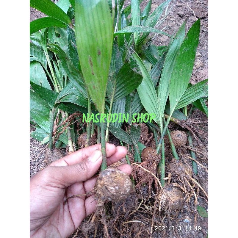 

[Fresh] BIBIT PINANG BIBIT BUAH PINANG CABUTAN SIAP TANAM PROMO