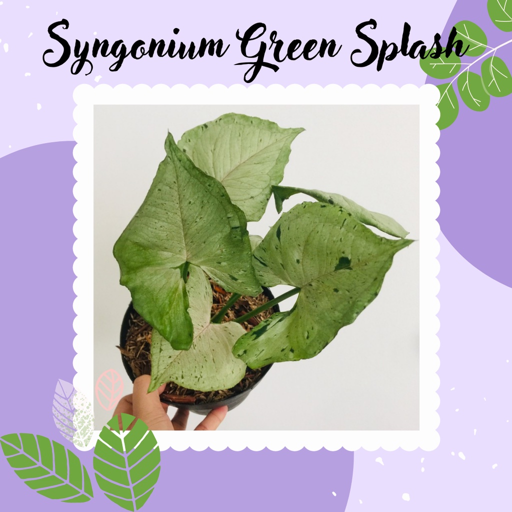 Tanaman Hias Syngonium Green Splash Tanaman Koleksi Syngonium Green Splash