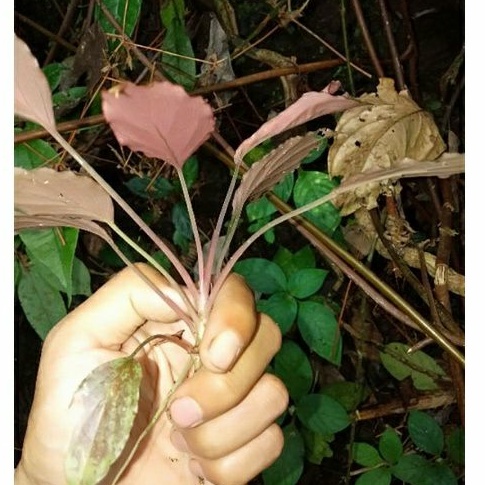Anibus sp mini homalomena / sp tanaman hias aquascape anibus sp merah