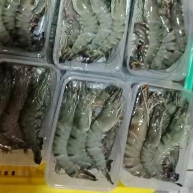 

udang windu 500gr