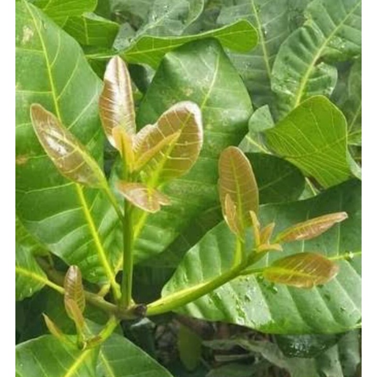 

Daun jambu mente buda/daun jambu monyet daun dipetik dadakan daun herbal