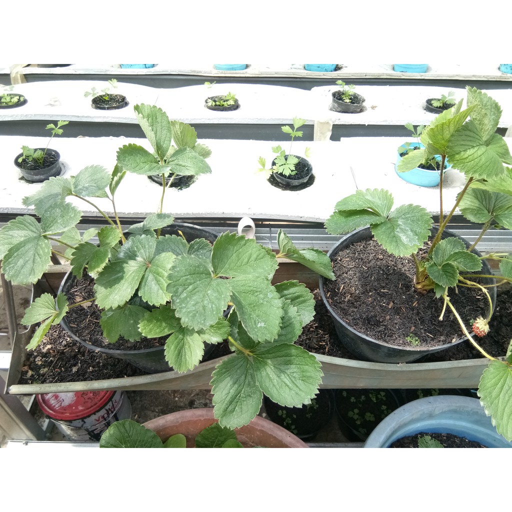 tanaman strawberry dataran rendah