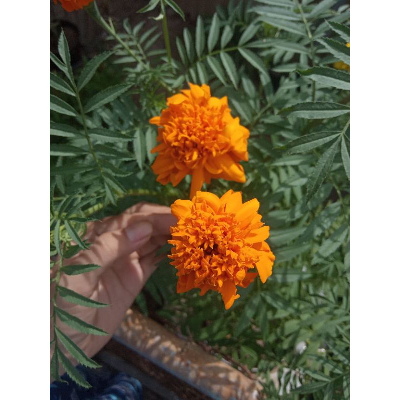 

Marigold