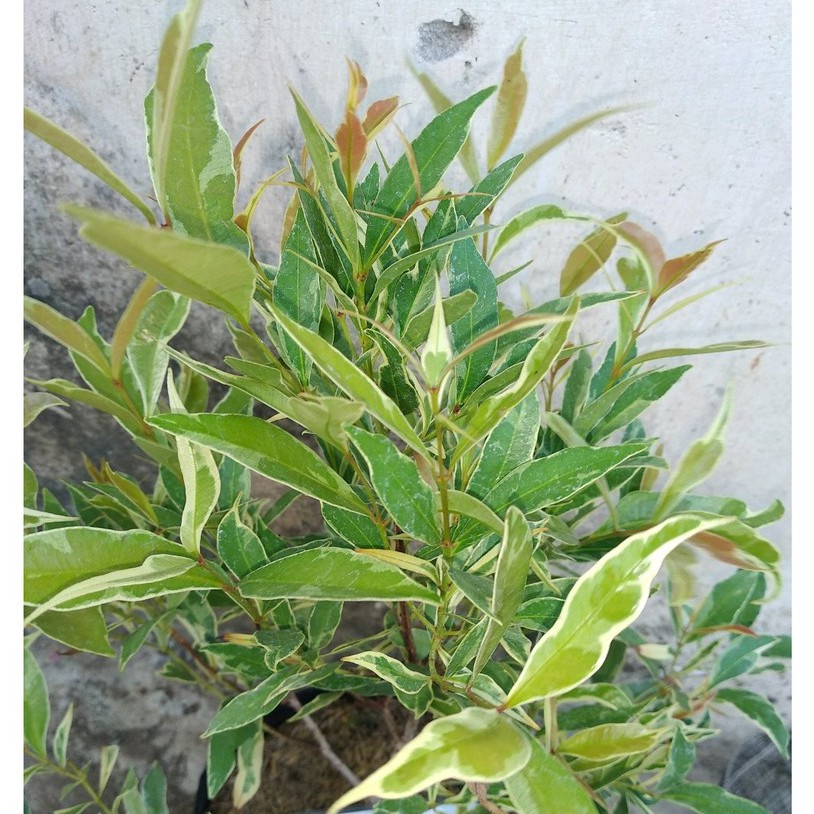 Bunga pucuk merah varigata