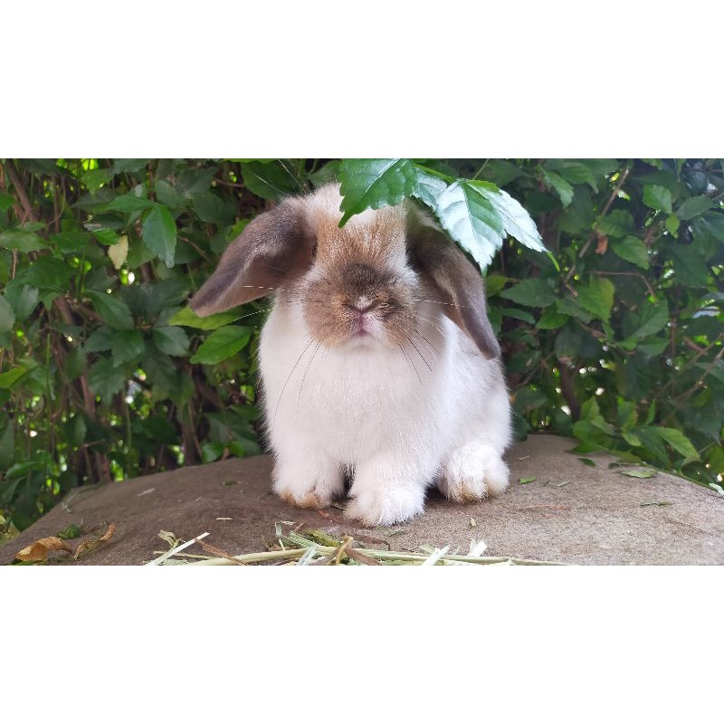 kelinci holland lop/kelinci hias JABODETABEK ONLY