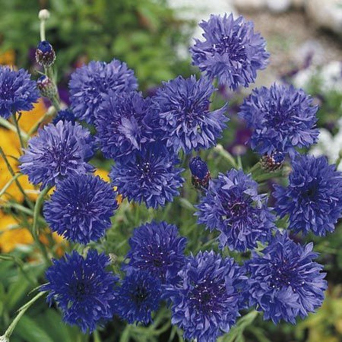 BENIH BUNGA CORNFLOWER BLUE BALL ECER 10 BIJI F1 bibit bunga tanaman hias import f1 fothergills