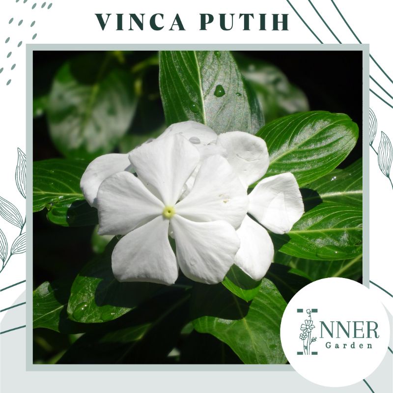 3 Biji Benih Vinca Putih Polos Pure White Vinca