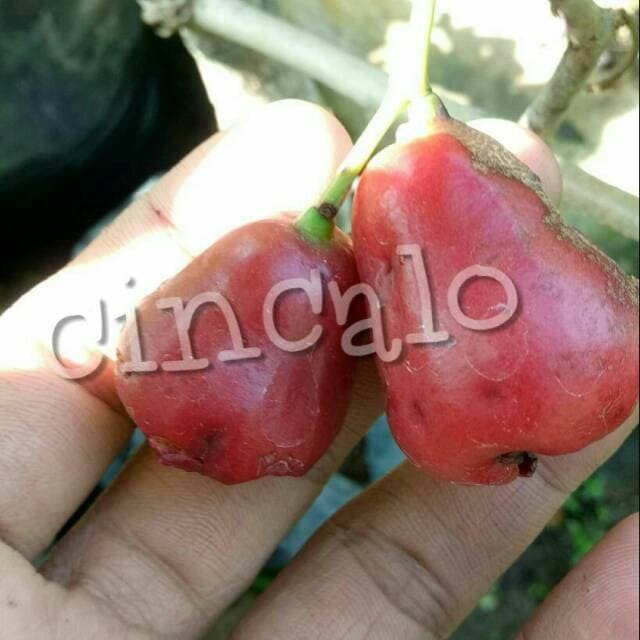 Bibit Jambu air cincalo