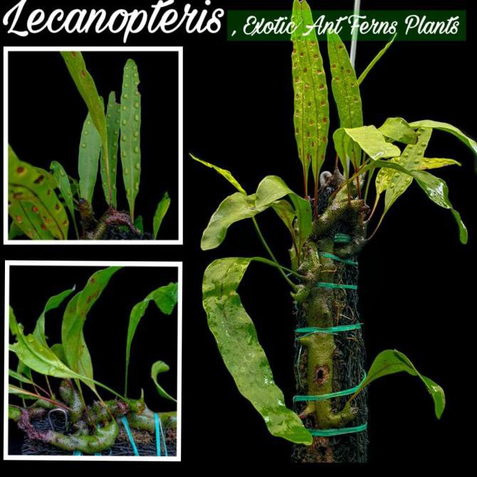 Open Ds] Pakis Mini Eksotik Lecanopteris "Mini Ant Ferns" / Sarang Semut Pakis