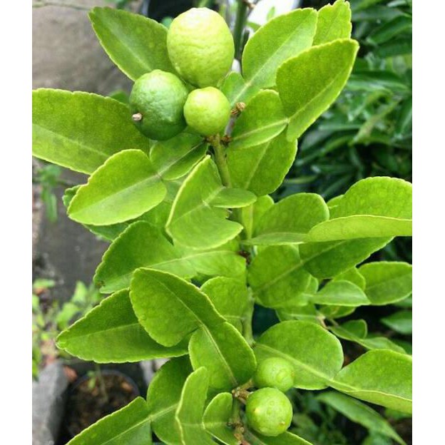 BIBIT TANAMAN BUAH JERUK PURUT SUDAH BERBUAH ~@@~