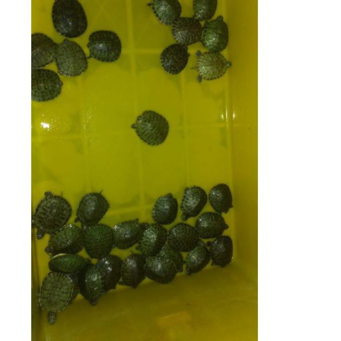 Banyak Peminat ✼ Kura Brazil Mainan Anak dan Pajangan Rumah/Aquascape