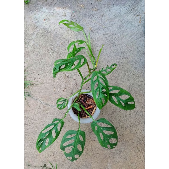 monstera adansonii janda bolong