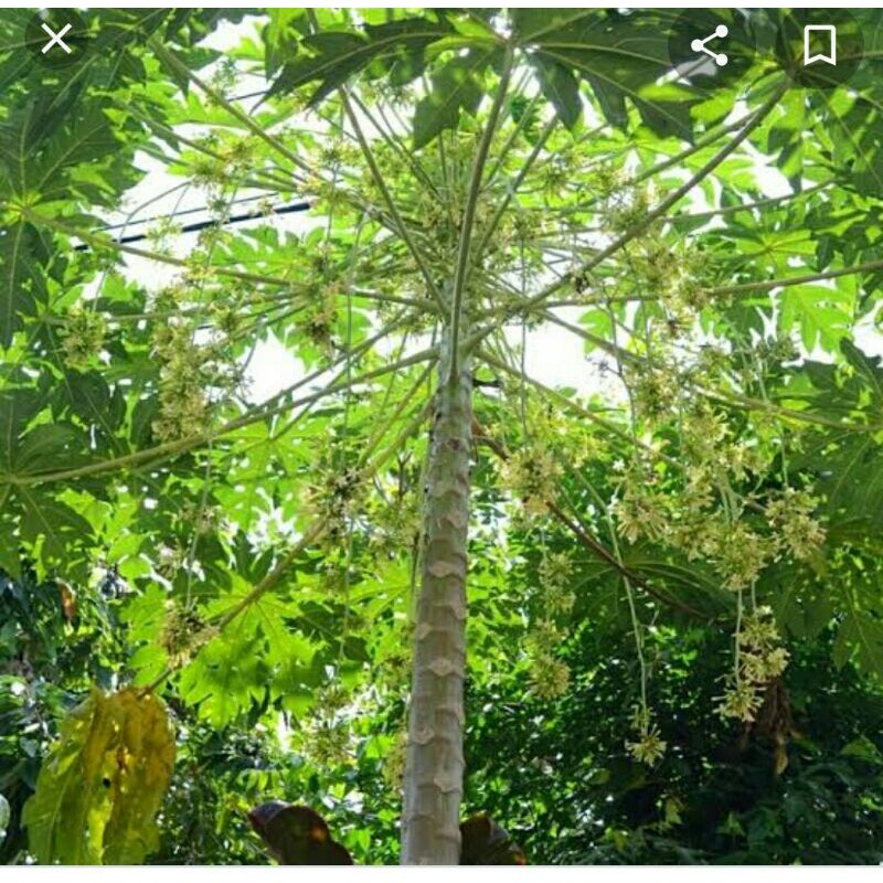 

1kg daun pepaya gantung/jantan segar