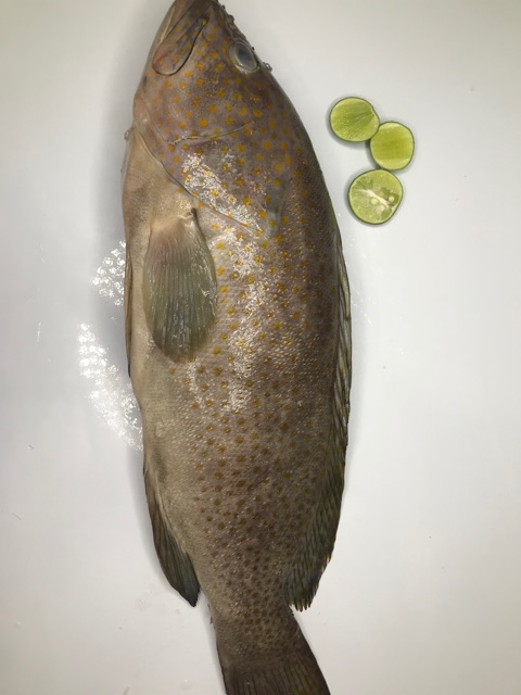 

Ikan Kerapu Segar 1 kg (isi 1 - 2 pcs)