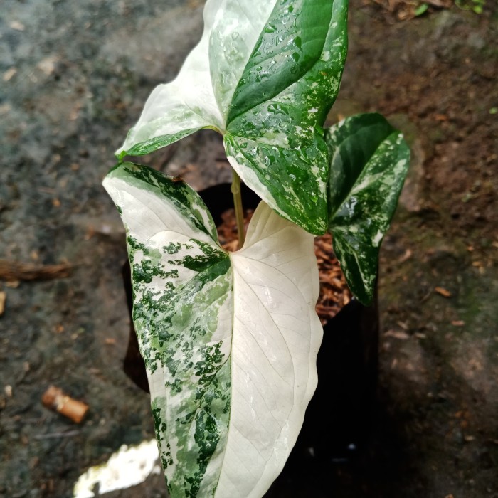 Syngonium Variegata putih (Syngonium Albo)