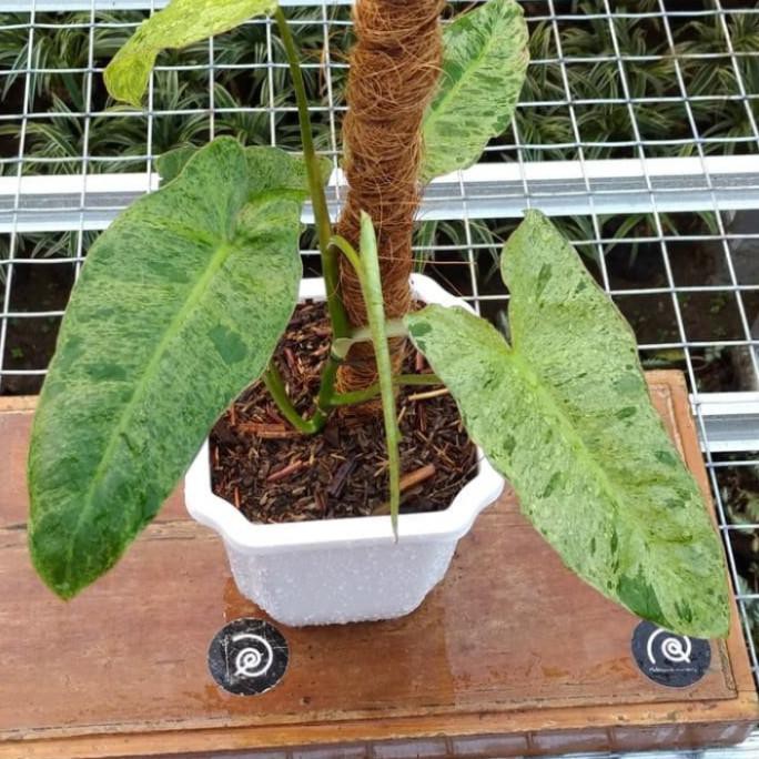 Tanaman Hias Langka Philodenron Paraiso Verde - Tanaman Hias Philo Mawarolshop1