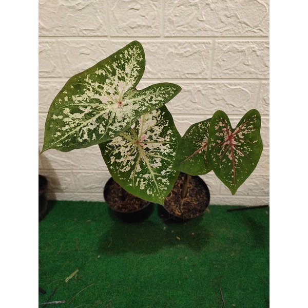 keladi pink cloud Dan Keladi pink beauty