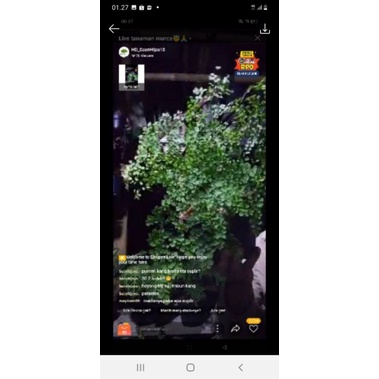 tanaman hias adiantum /suplir daun kecil