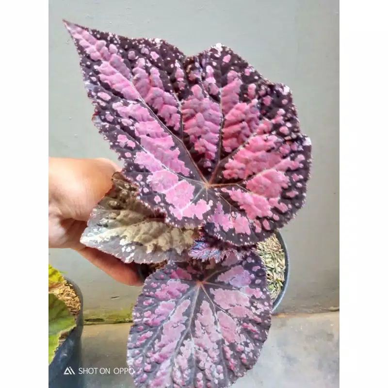 Tanaman Hias Begonia Rex Ungu/Tanaman Bunga Hias Rex Pelangi Ungu