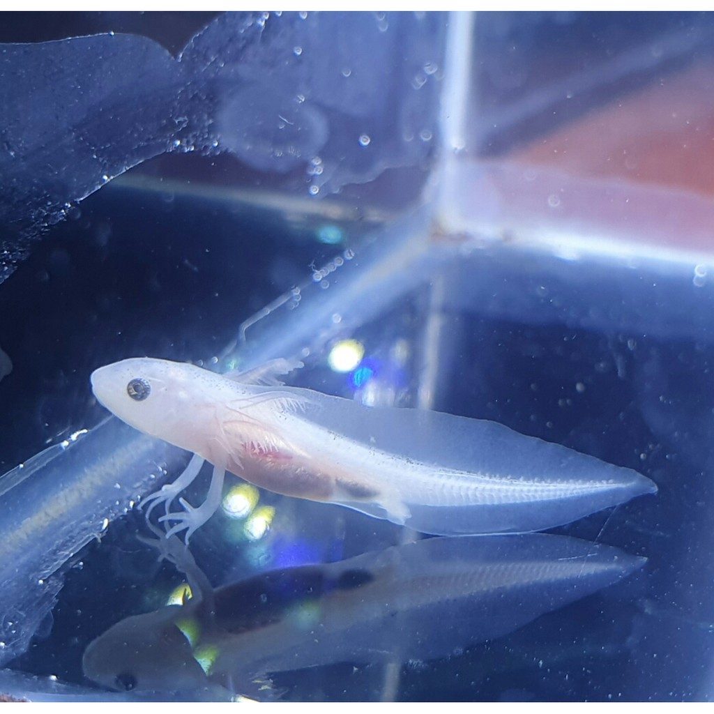 AXOLOTL SALAMANDER LEUCISTIC PUTIH MATA HITAM +-4cm IKAN HIAS HIASAN AQUARIUM BUKAN ALBINO