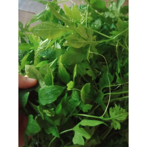 

Daun Pare Hutan/Paria Hutan Segar Per 500 Gram